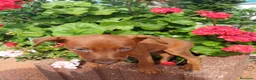 Pinscher Miniatura perros en venta: Mini pinche rojo macho  - Anuncio 4
