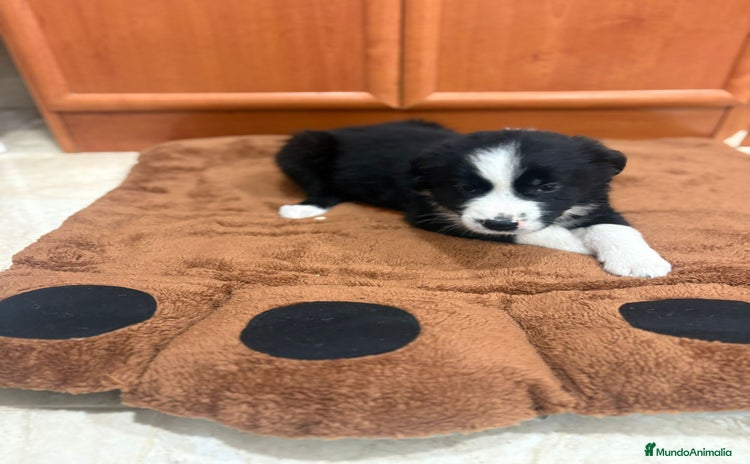 Border Collie perros - Anuncio 2