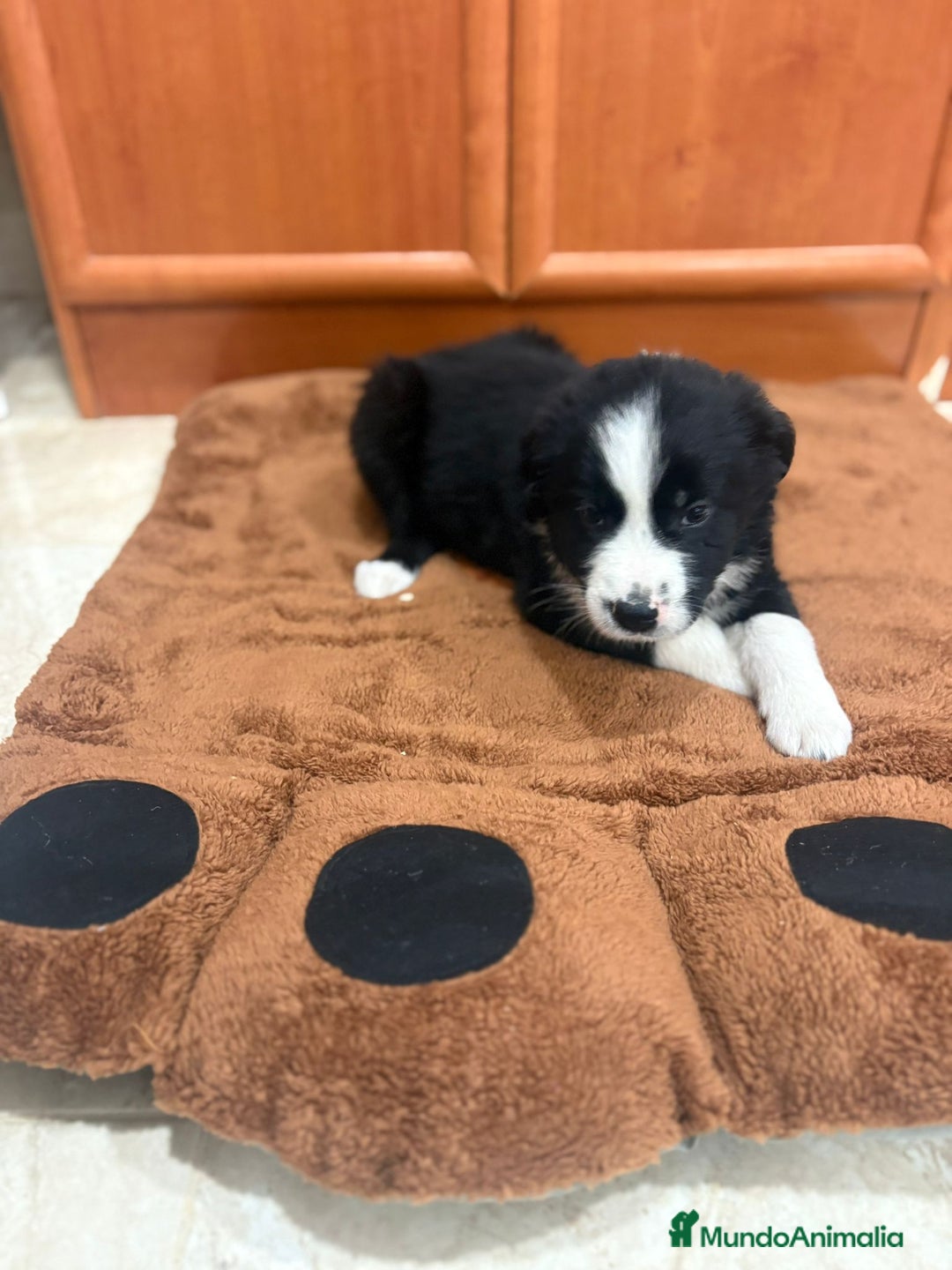 Border Collie perros en venta: Border collie - Imagen 1
