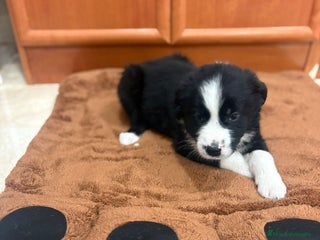 Border Collie perros - Anuncio 3