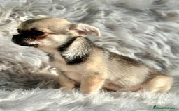 Chihuahua perros en venta: Chihuahua toy cervato  - Anuncio 4