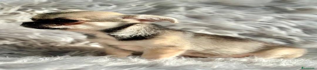 Chihuahua Cachorro 1