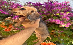 Teckel Miniatura perros en venta: Teckels pelo duro miniatura  - Imagen 1