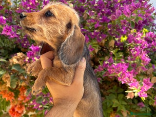 Teckel Miniatura perros - Anuncio 39