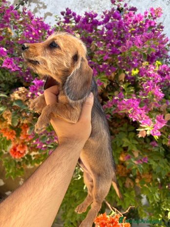 Teckel Miniatura perros Teckels pelo duro miniatura - Anuncio 2