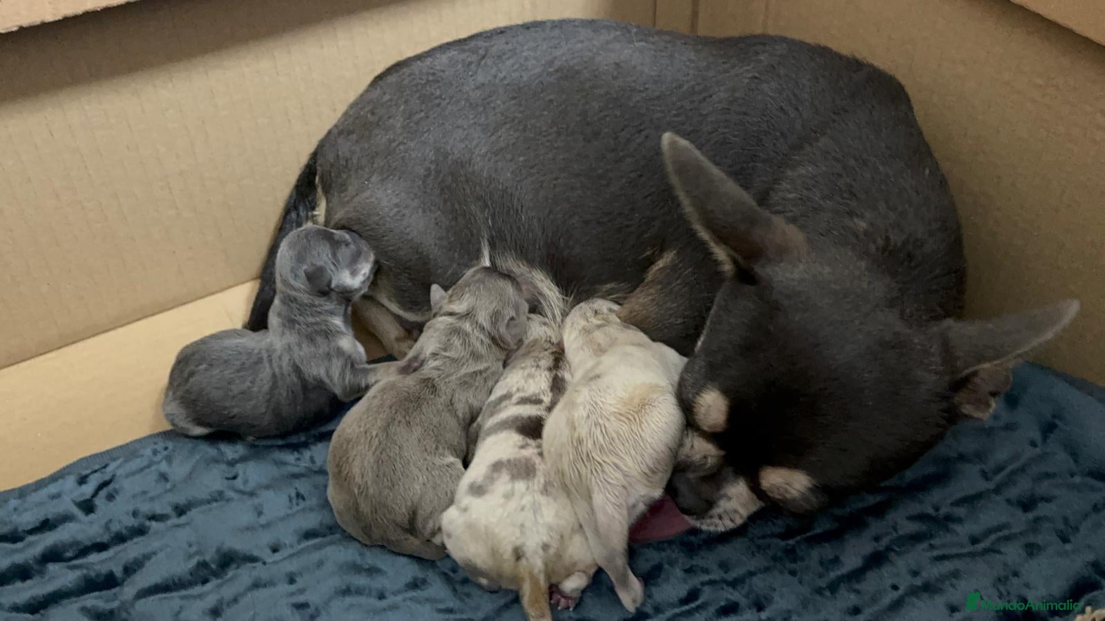 Chihuahua perros CHIHUAHUA-COLORES EXOTICOS - Anuncio 2