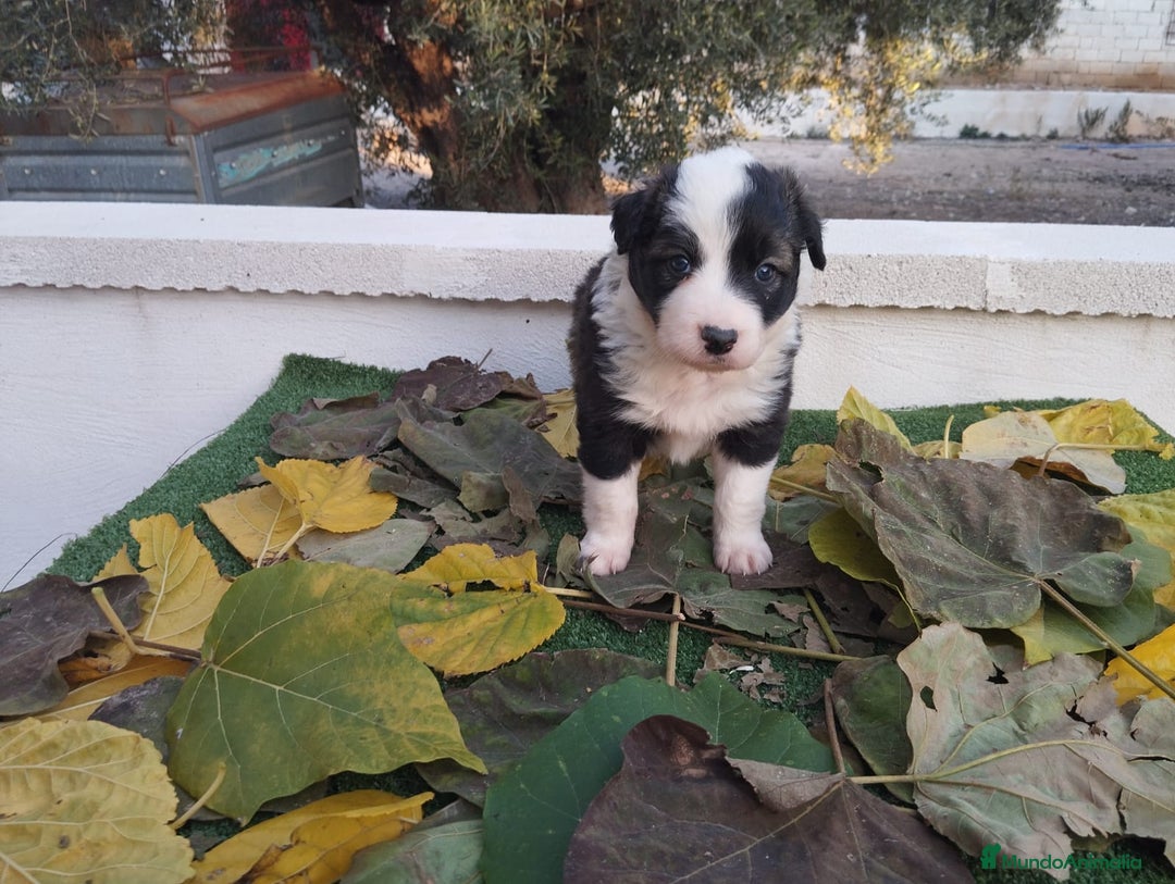 Border Collie perros en venta: GRAN CAMADA DE BORDER COLLIE - Imagen 21