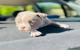American Bully perros en venta: American bully pocket  - Imagen 4