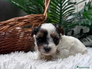 Yorkshire Terrier perros YORKSHIRE BIEWER HEMBRA - Anuncio 4