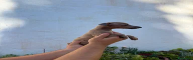 Pequeño Lebrel Italiano 1