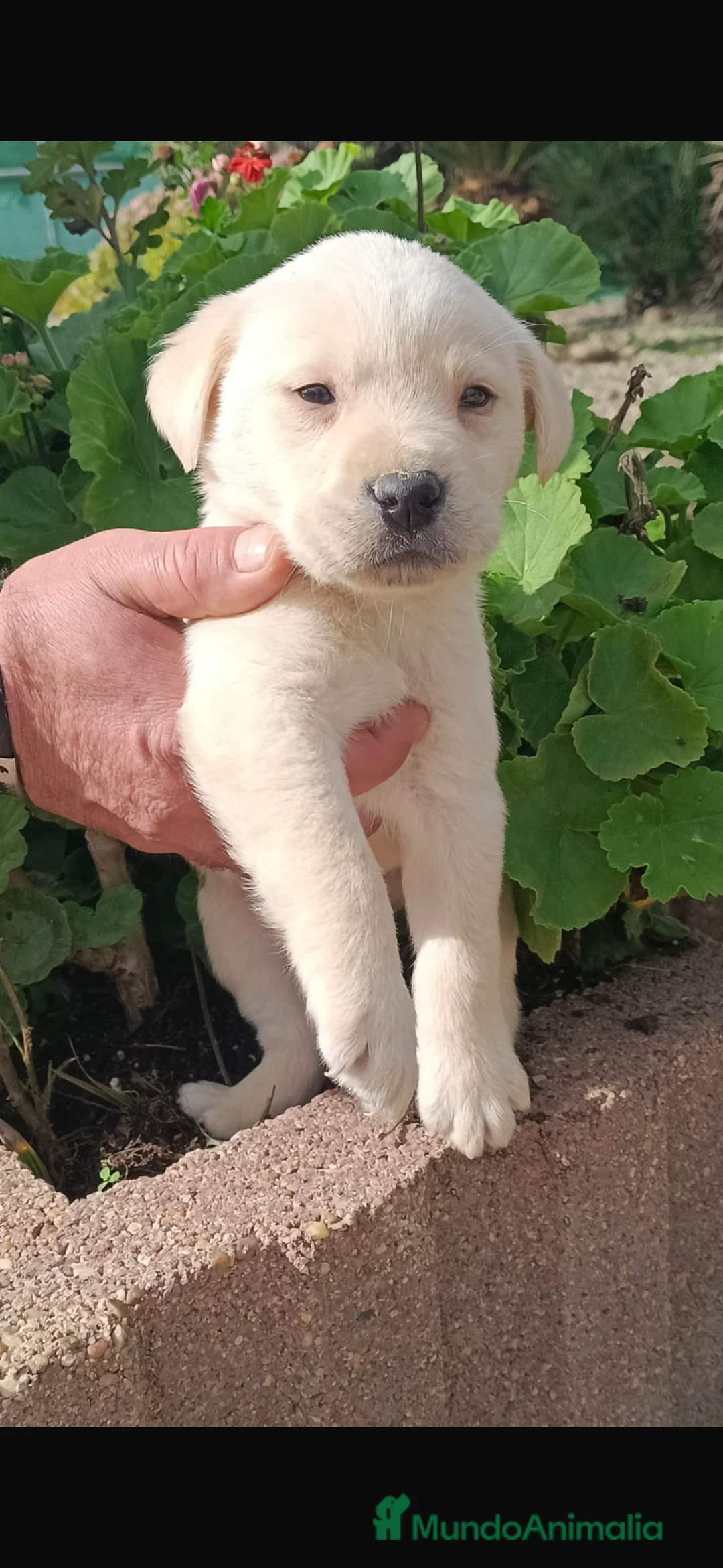 Labrador Retriever perros en venta: Espectacular Labrador retriever macho  - Anuncio 3