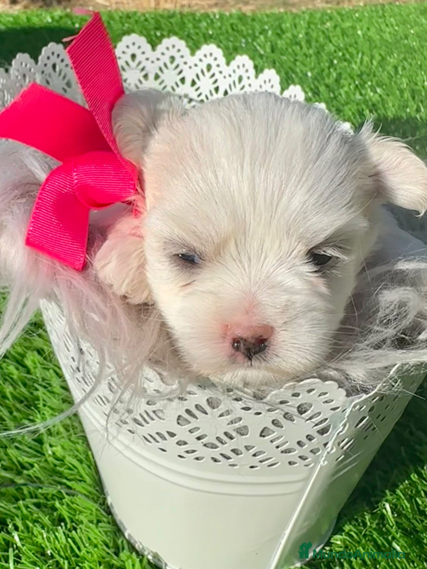 Bichón Maltés perros Cachorros Bichón Maltés Salamanca – Disponibles - Anuncio 2