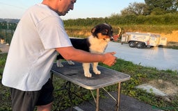 Pastor Australiano perros en venta: Preciosos cachorros de Pastor Australino  - Imagen 12