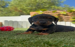 Teckel Miniatura perros en venta: TECKELL MINIATURA MACHO - Imagen 10