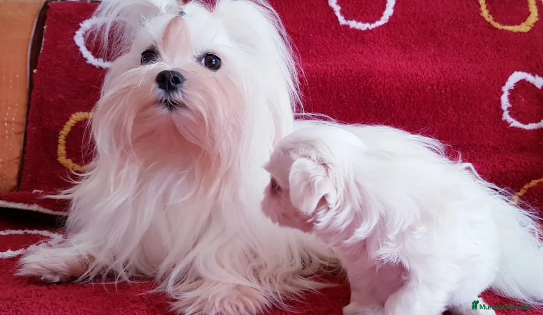 Bichón Maltés perros en venta: Cachorros de Bichón Maltés  en Barcelona - Anuncio 7