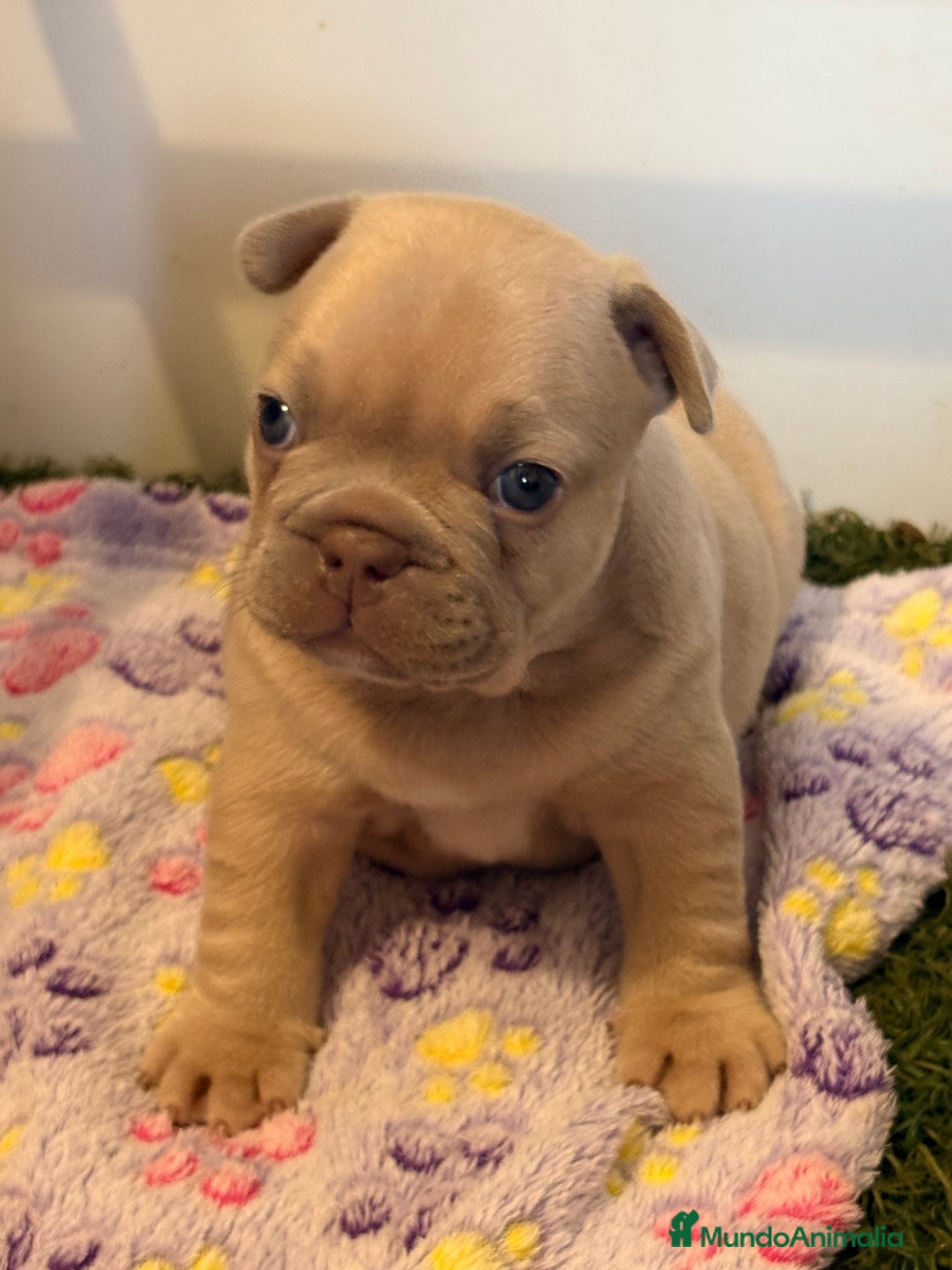 Bulldog Francés perros en venta: Precioso macho bulldog francés  - Anuncio 5