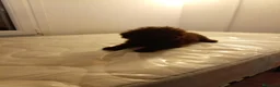 Caniche Mediano perros en venta: Caniche enano - Anuncio 6