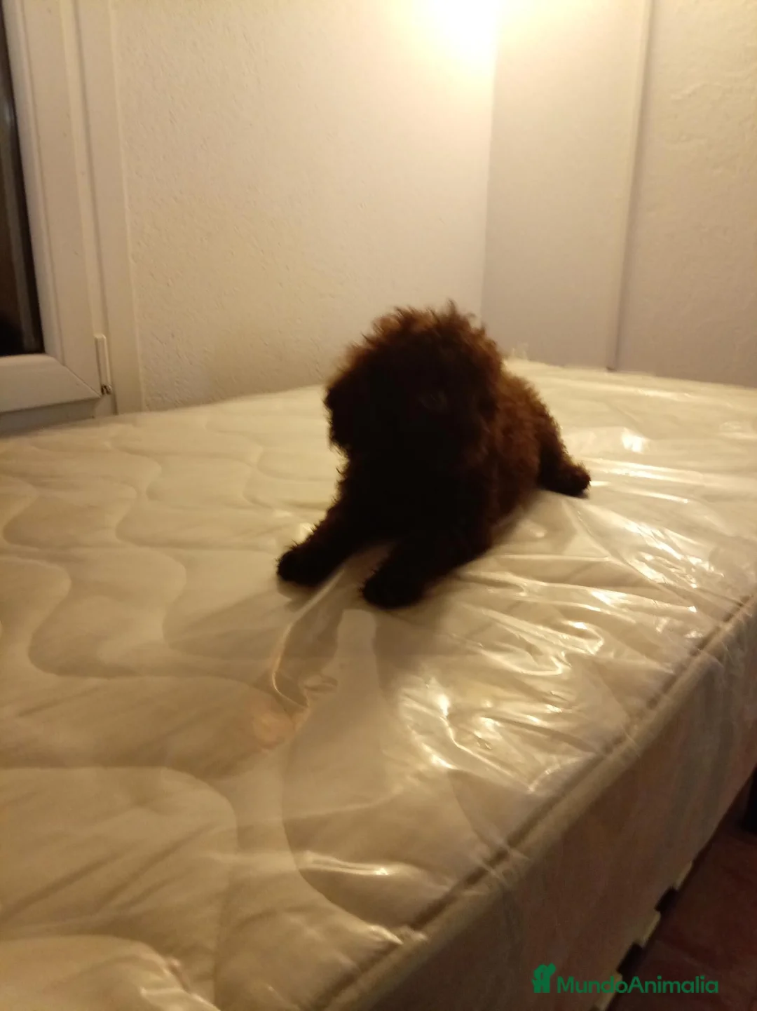 Caniche Mediano perros en venta: Caniche enano - Anuncio 6