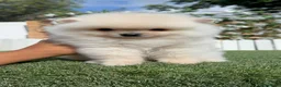 Pomerania perros en venta: POMERANIA 💙🤍 - Anuncio 12