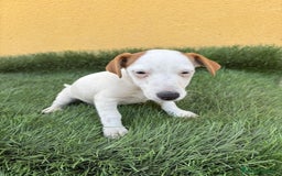 Jack Russell Terrier perros en venta: jack russell hembra de pata corta  - Imagen 16