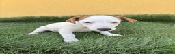 Jack Russell Terrier perros en venta: jack russell hembra de pata corta  - Anuncio 16