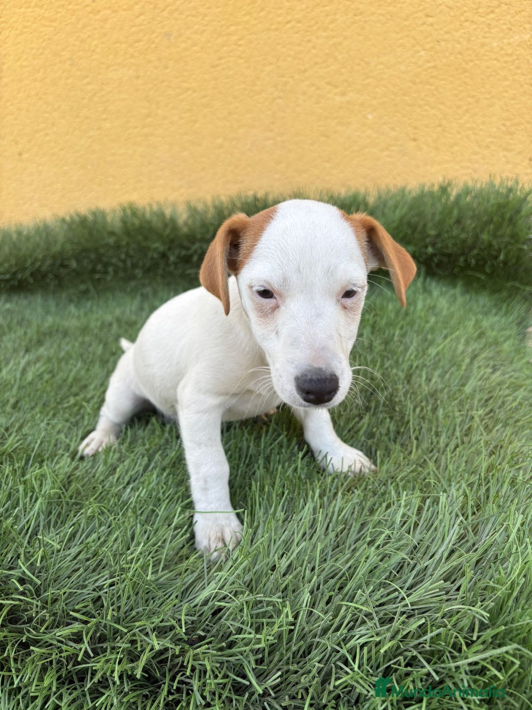 Jack Russell Terrier perros en venta: jack russell hembra de pata corta  - Imagen 16