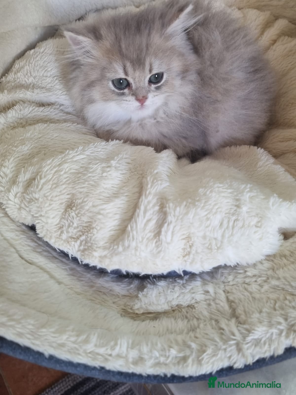 Británico de Pelo Corto gatos British Chinchilla Lillac - Anuncio 2