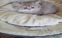 Británico de Pelo Corto gatos en venta: British Chinchilla Lillac - Imagen 2