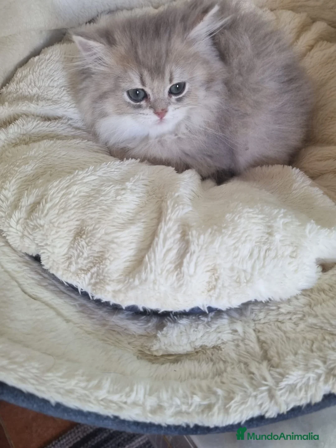 Británico de Pelo Corto gatos en venta: British Chinchilla Lillac - Anuncio 2