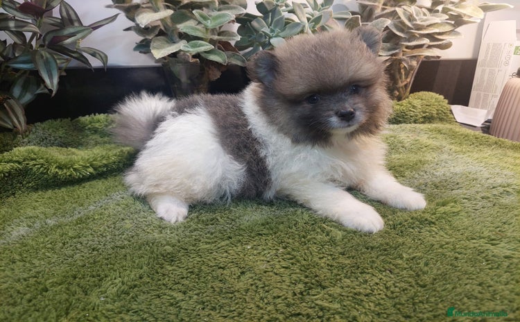 Pomerania perros - Anuncio 12