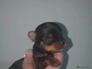 Yorkshire Terrier perros yorkshire mini - Anuncio 4