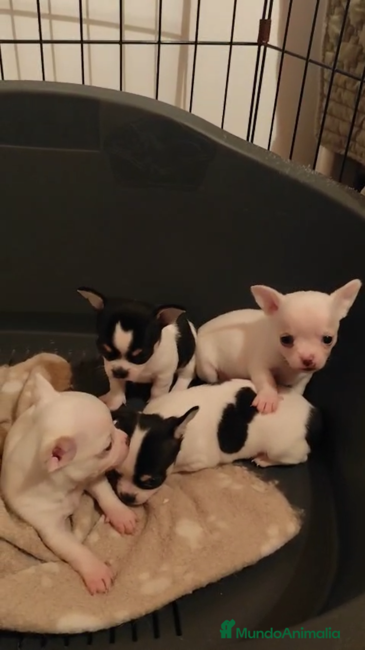 Chihuahua perros IMPRESIONANTES CHIHUAHUAS MINI TOYS  - Anuncio 2