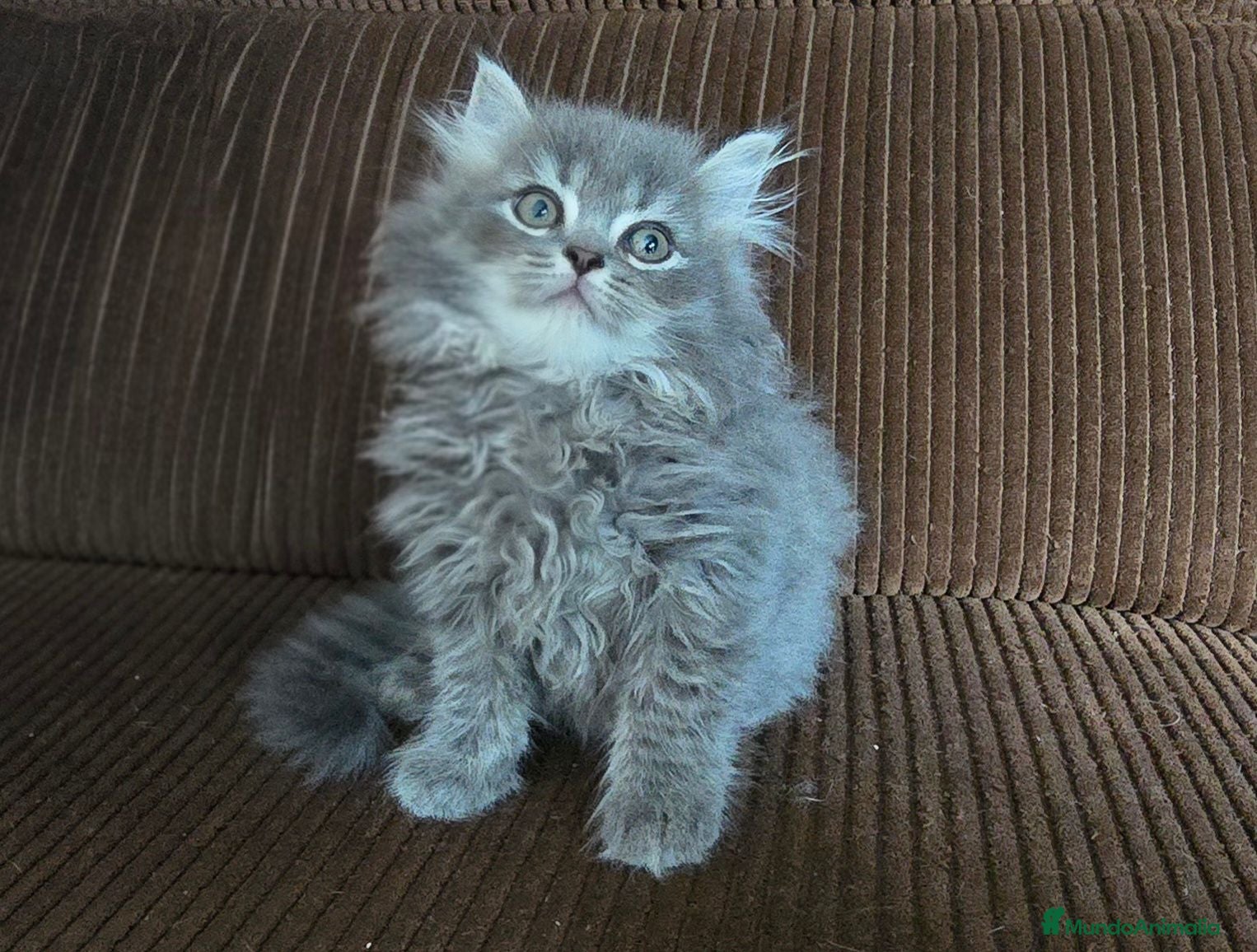Británico de Pelo Largo gatos Gatcot.com - Anuncio 1