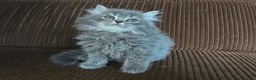 Británico de Pelo Largo gatos en venta: Gatcot.com - Anuncio 1