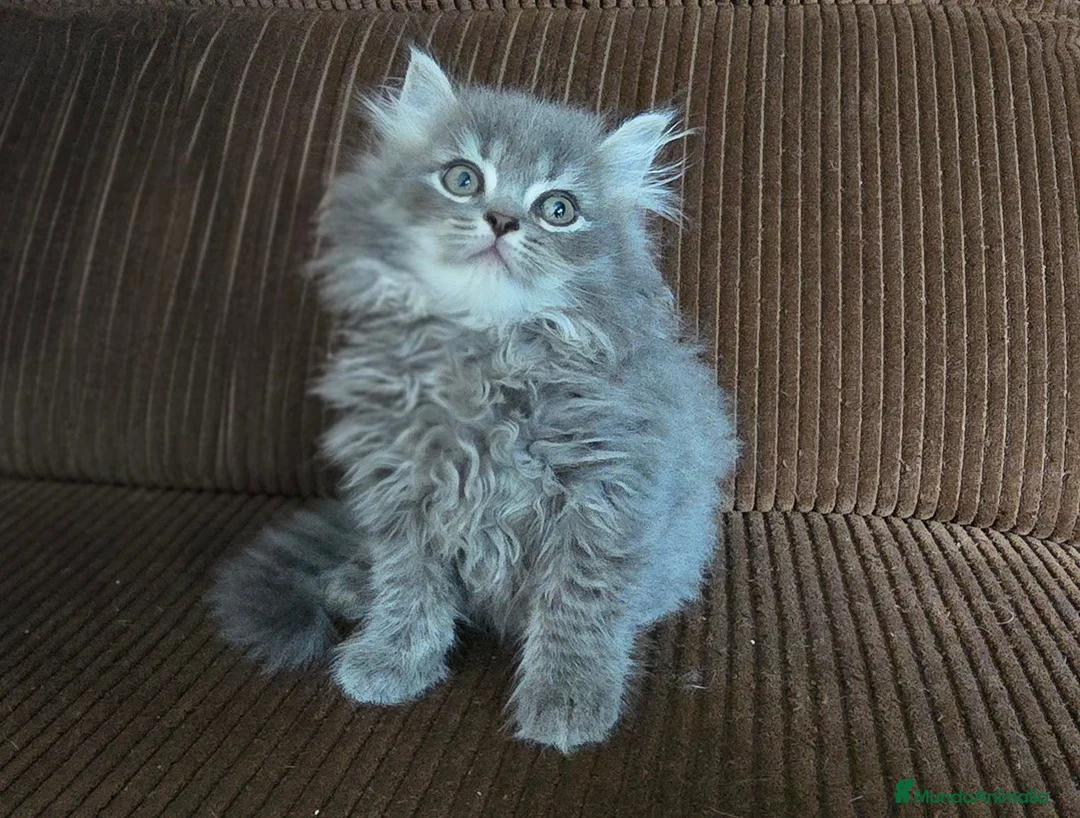 Británico de Pelo Largo gatos en venta: Gatcot.com - Anuncio 1