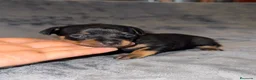 Pinscher Miniatura perros en venta: Pinscher miniatura - Anuncio 21