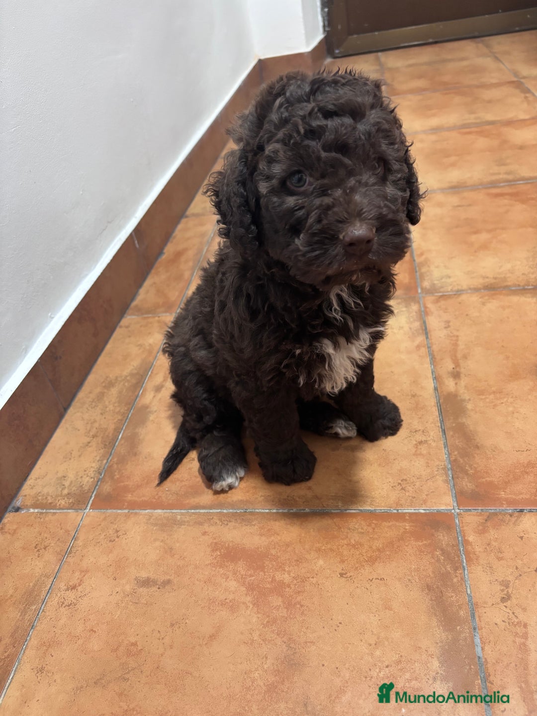 Perro de Agua Español perros en venta: Cachorritos perro de agua Español  - Imagen 2