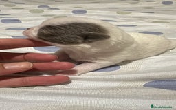 Chihuahua perros en venta: Chihuahua toy rusos - Imagen 2