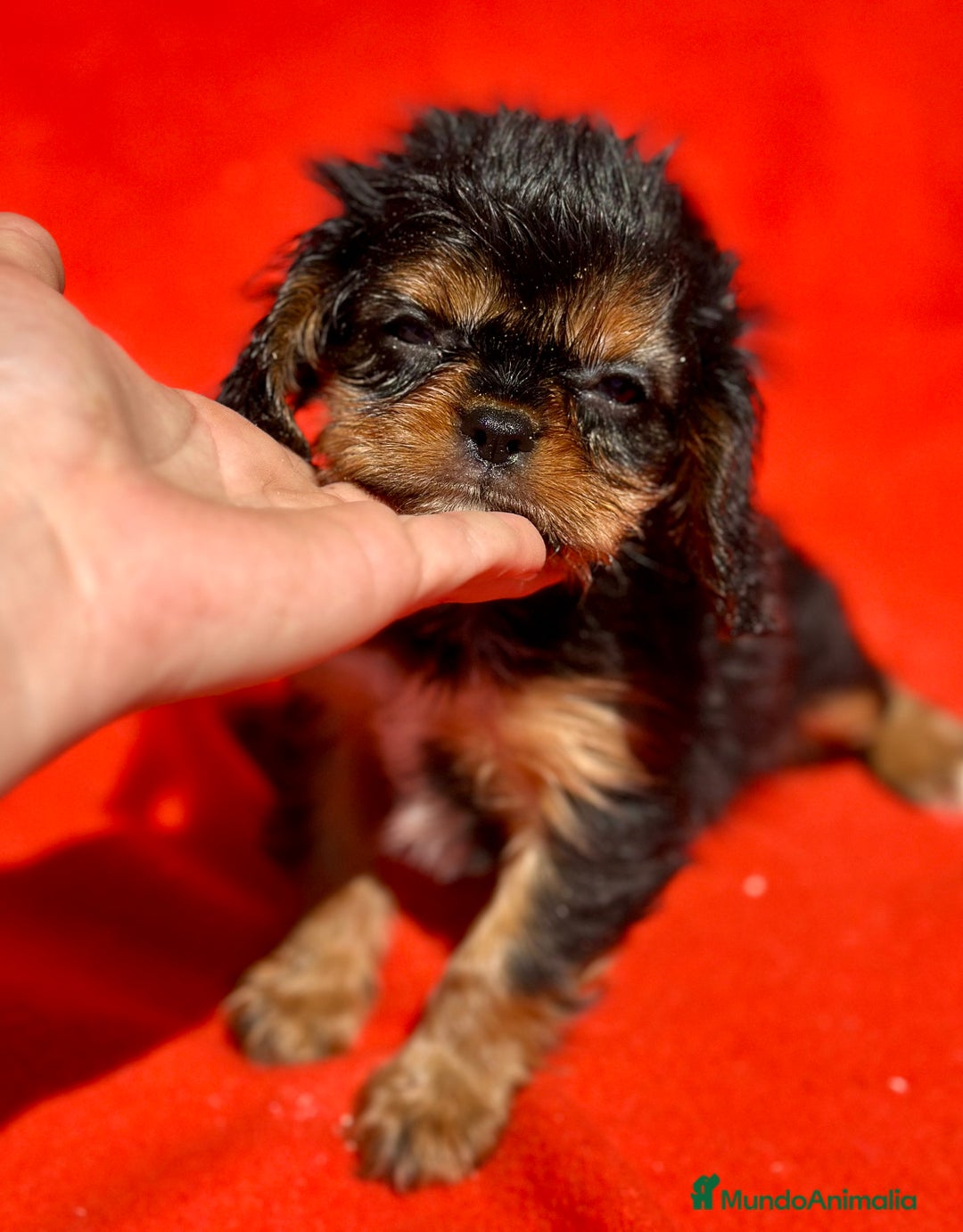 Cavalier King Charles Spaniel perros en venta: CAVALIER RUBI Y TAN DISPONIBLE - Imagen 4