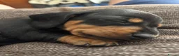 Teckel Miniatura perros en venta: Preciosos Cachorros Teckel  en Sevilla - Anuncio 3