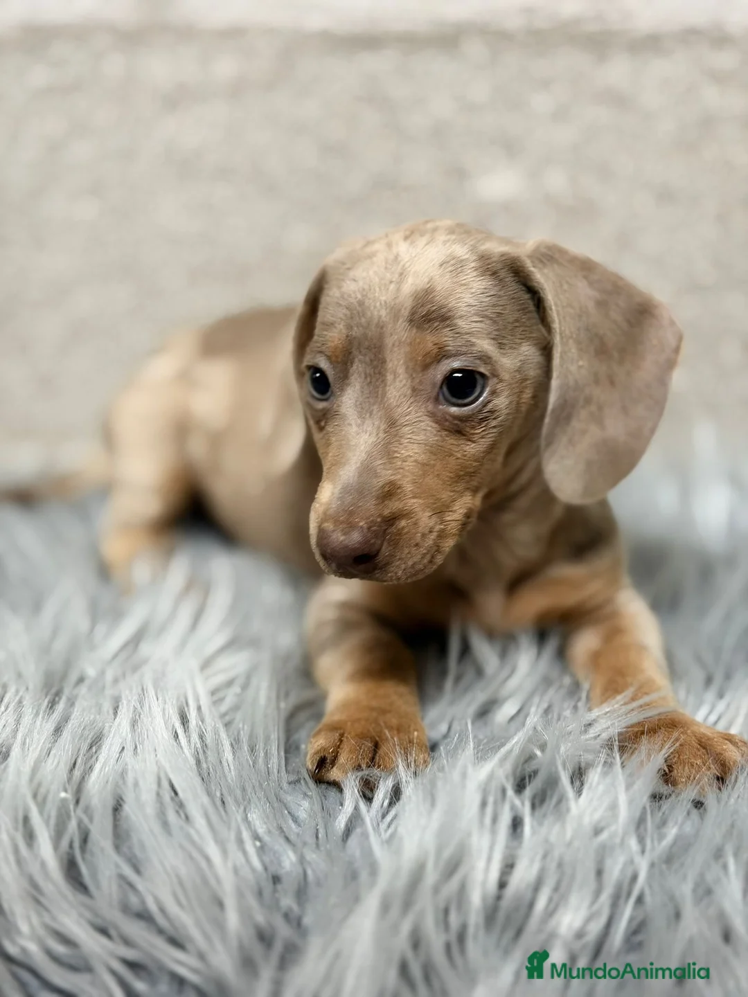 Teckel Miniatura perros en venta: TECKEL ARLEQUIN ISABELLA - Anuncio 5