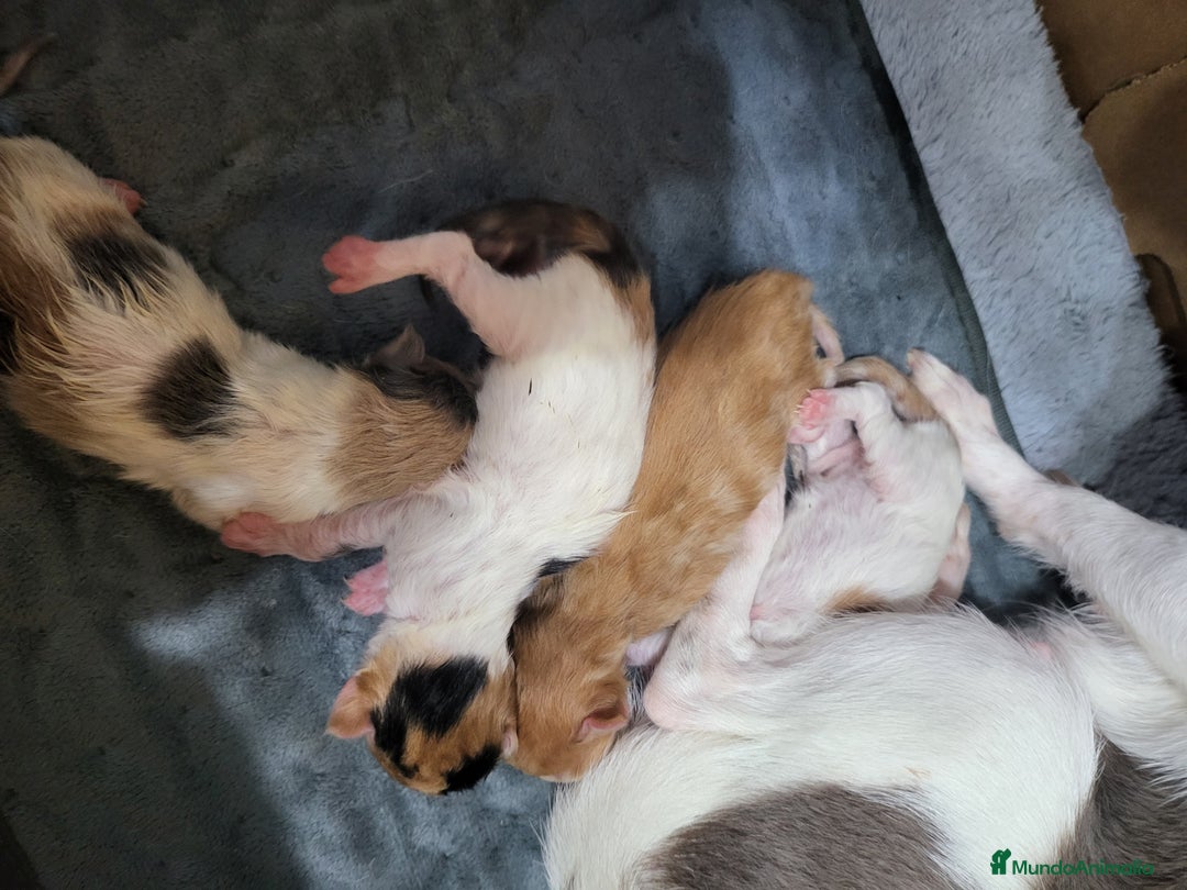 Maine Coon gatos en venta: Gatitos de Maine Coon  - Imagen 5