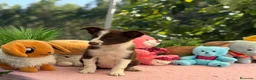 Border Collie perros en venta: Border collie chocolate  - Anuncio 2