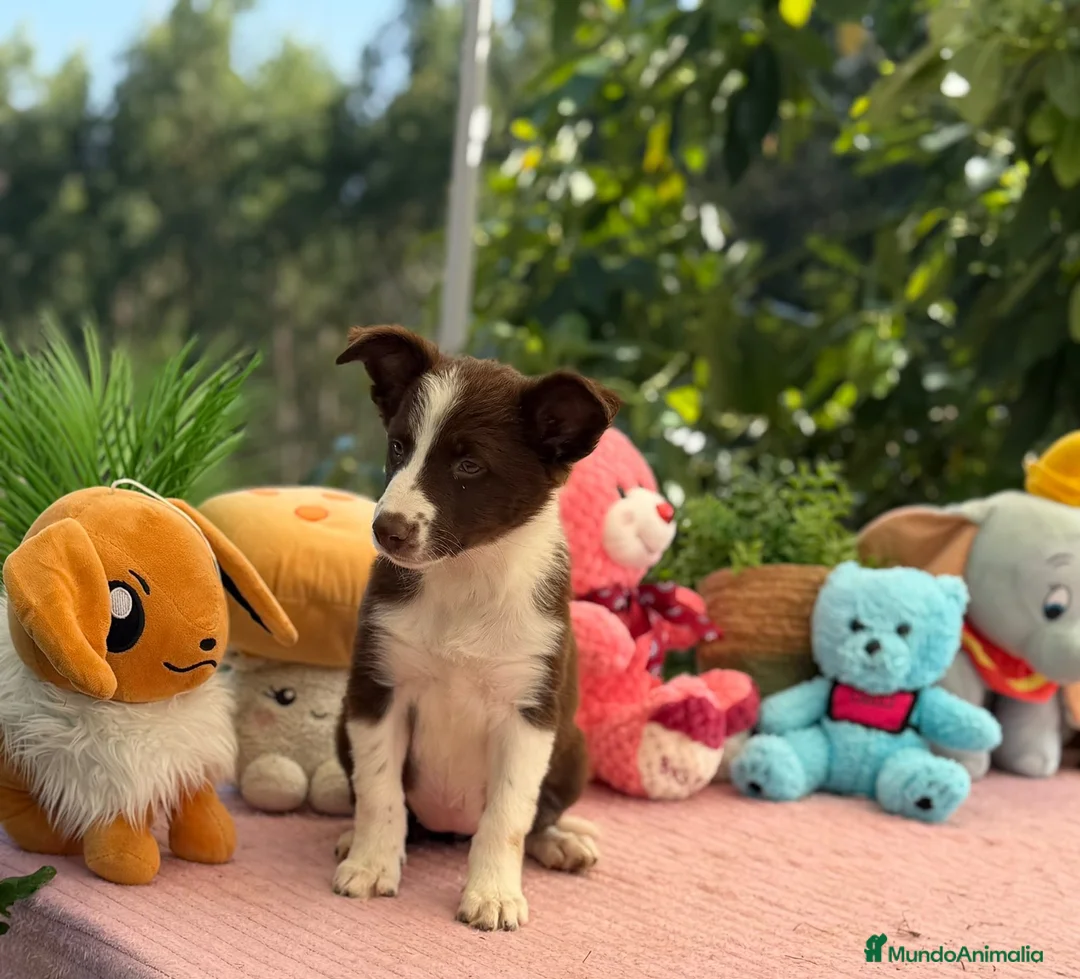 Border Collie perros en venta: Border collie chocolate  - Anuncio 2