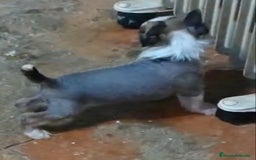 Perro Crestado Chino perros en venta: Increíbles crestado chino!!! - Anuncio 7