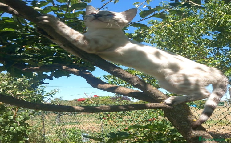 Bengalí gatos - Propaganda 1