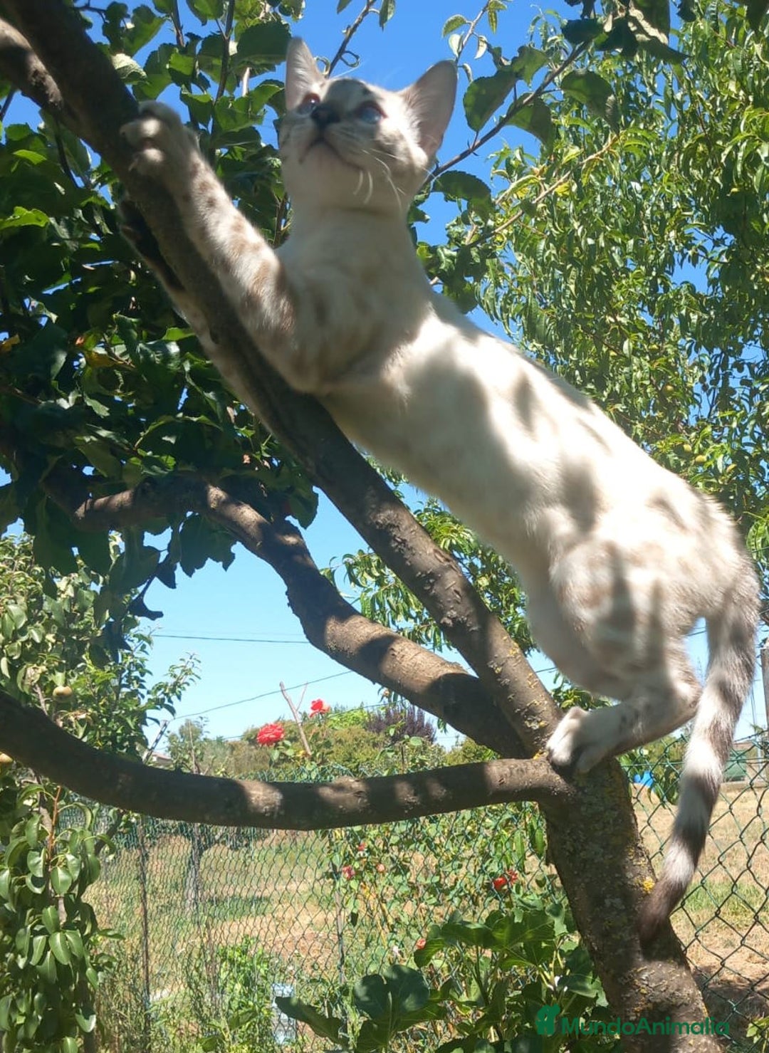 Bengalí gatos en venta: Disponible gatita Bengali - Imagen 1