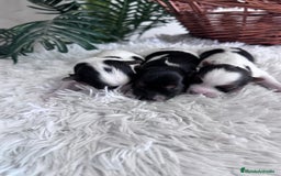 Yorkshire Terrier perros en venta: YORKSHIRE BIEWER HEMBRAS - Anuncio 16