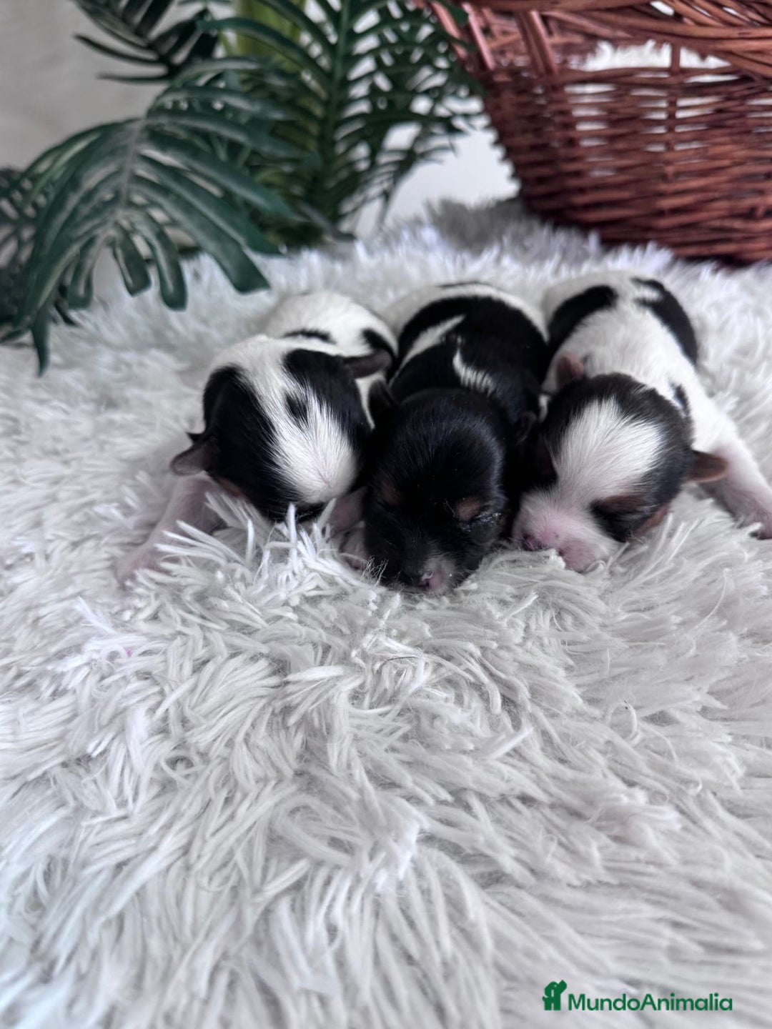 Yorkshire Terrier perros en venta: YORKSHIRE BIEWER HEMBRAS - Anuncio 16