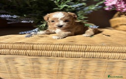 Maltipoo perros en venta: Maltipoo hembra Toy disponible  - Imagen 2